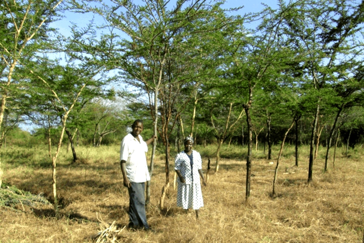 Farmer Managed Natural Regeneration