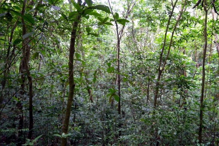 Monte Alto Forest Reserve